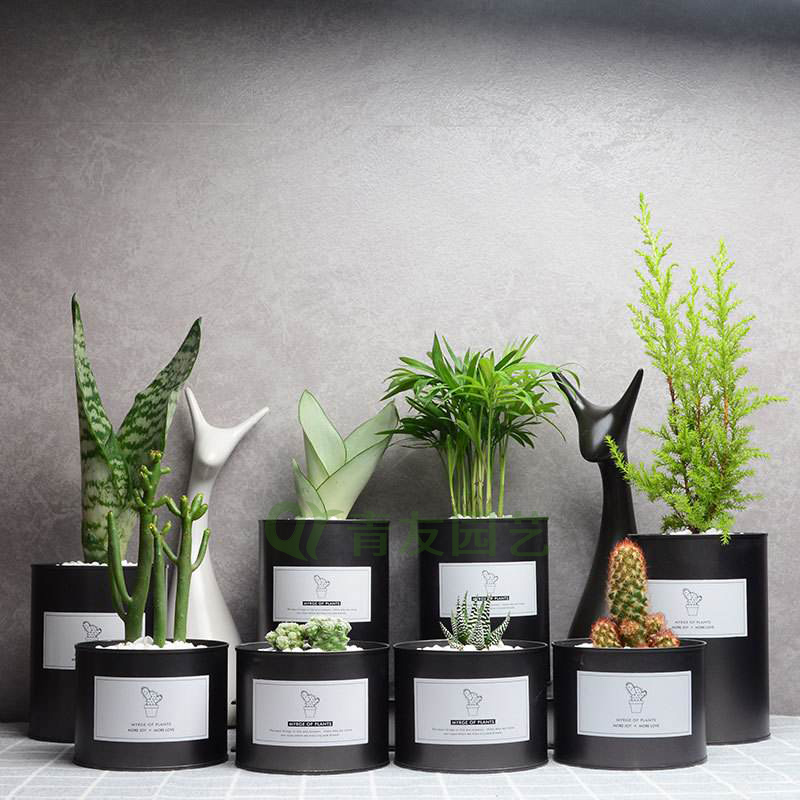 組合盆栽009-桌面綠植組合