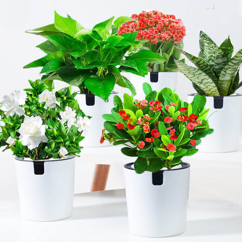 組合盆栽010-桌面綠植組合