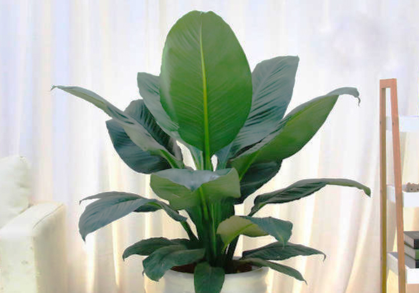 綠巨人盆栽的養護秘訣，葉大花美還凈化空氣