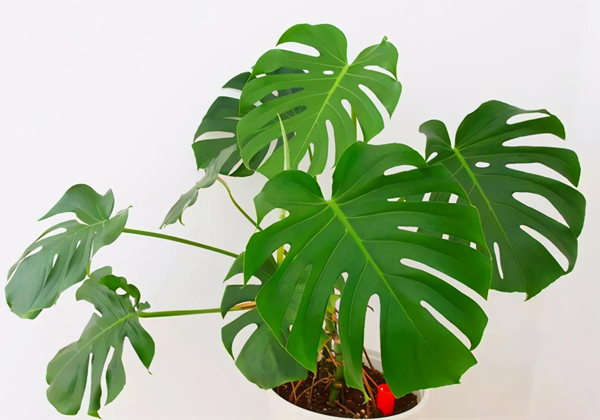 龜背竹的養護知識點，青友園藝告訴你