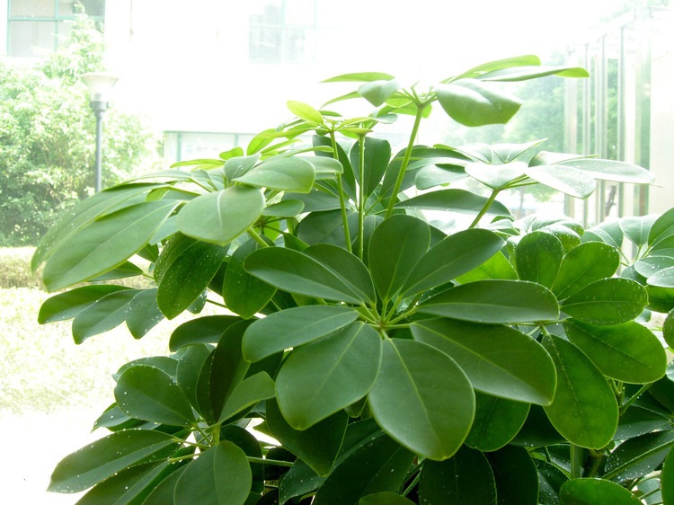 鴨腳木盆栽的5個養護要點，讓它長得枝繁葉茂