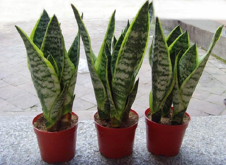 虎皮蘭盆栽的習性，摸透“脾氣”養的高大挺拔