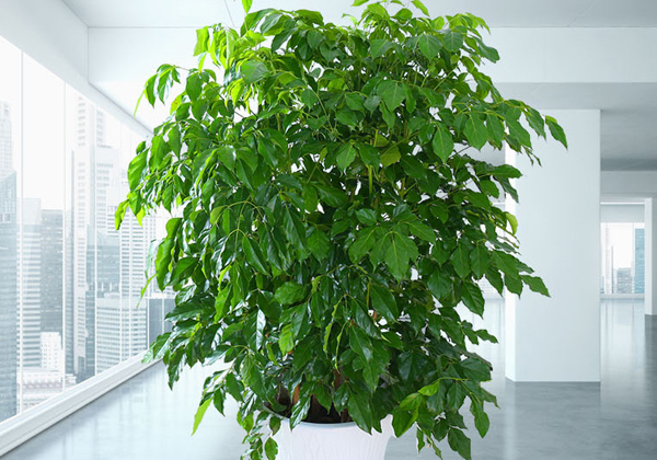 幸福樹(shù)的養(yǎng)殖方法和注意事項(xiàng)