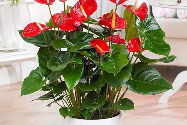 不同辦公空間植物如何擺放？辦公植物擺放大全