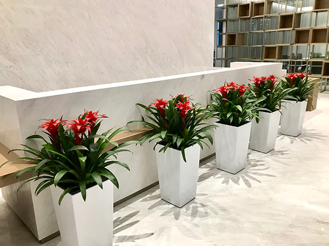 辦公室的綠植文化有哪些？適合辦公室擺放的綠植