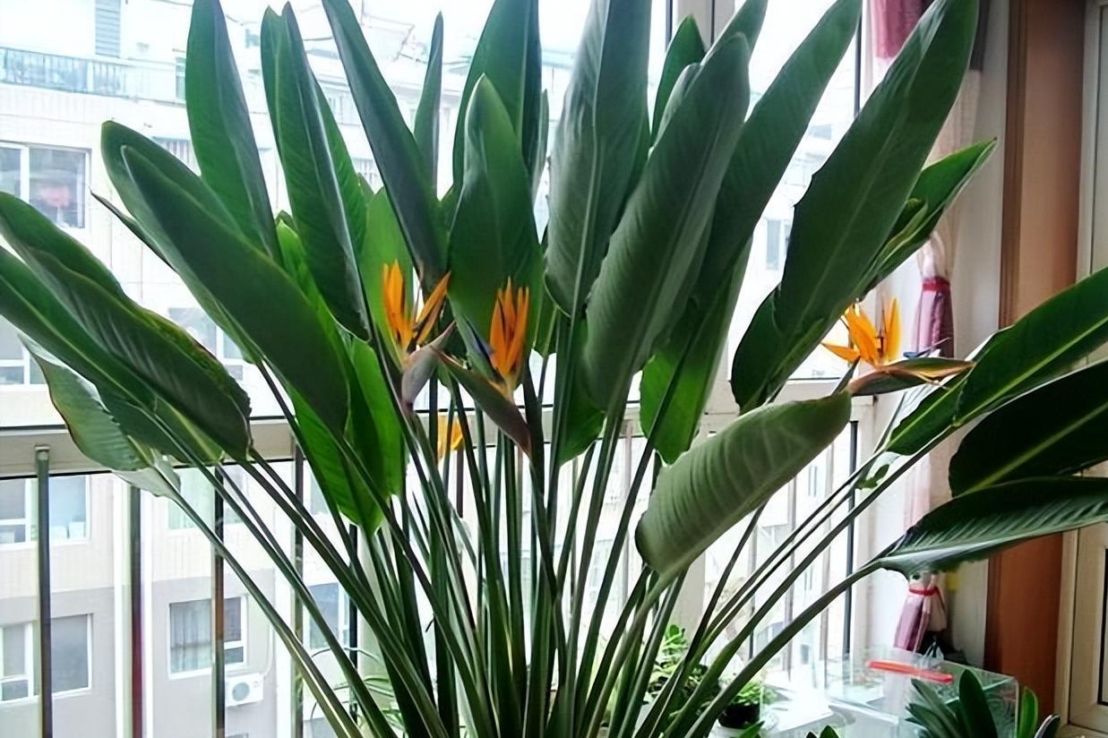 怎樣在辦公室養護好綠植？