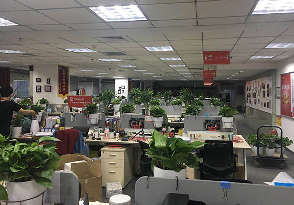 杭州新裝修辦公室如何選擇綠植？擺放植物注意事項