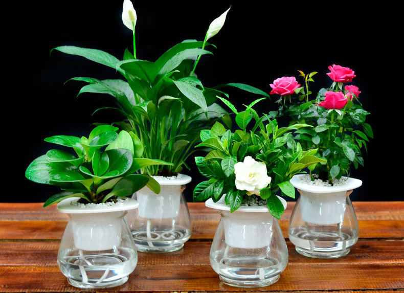 辦公室養著這4種綠植，凈化空氣，養眼凝神