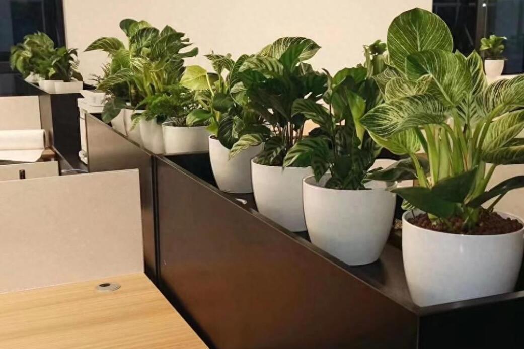 最適合辦公室養的6種綠植，旺事業助人脈