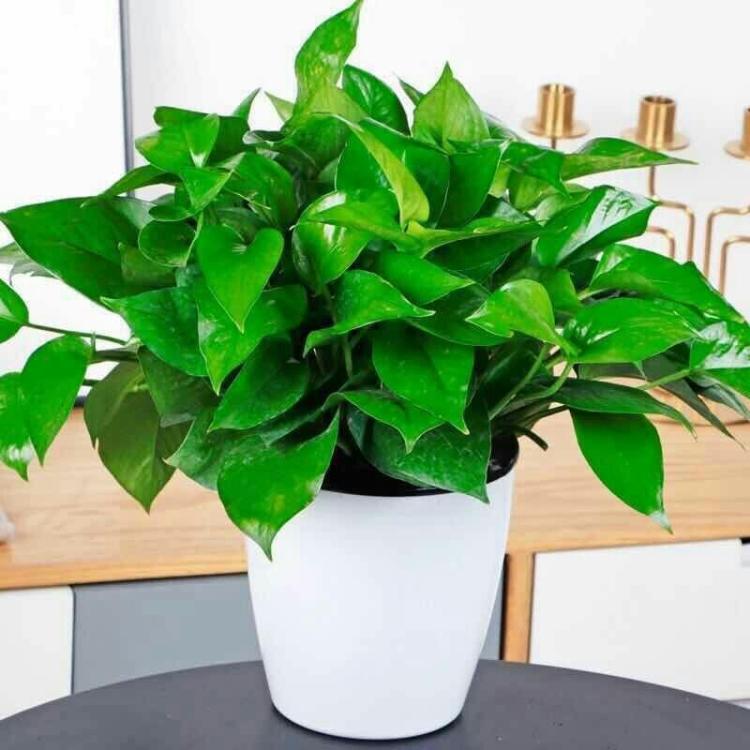 青友園藝給您建議辦公室綠植擺放技巧 青友園藝給您建議辦公室綠植擺放技巧