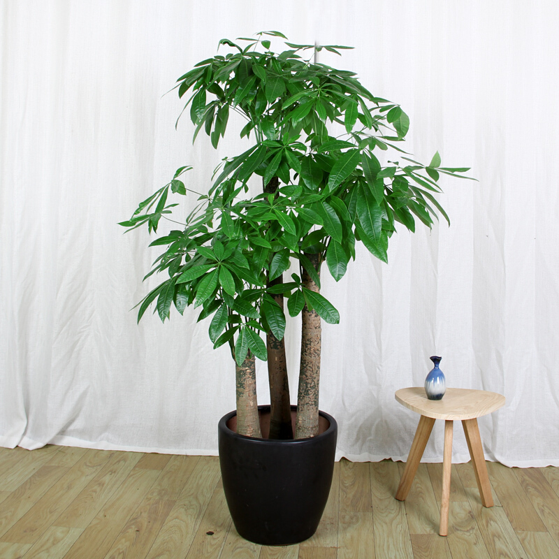 發(fā)財(cái)樹的特點(diǎn)、生長環(huán)境、養(yǎng)殖技巧、養(yǎng)護(hù)注意問題 發(fā)財(cái)樹的特點(diǎn)、生長環(huán)境、養(yǎng)殖技巧、養(yǎng)護(hù)注意問題