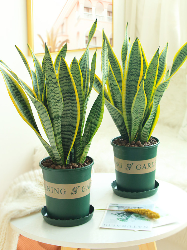 虎皮蘭盆栽的習性，摸透“脾氣”養的高大挺拔，擠爆小側芽