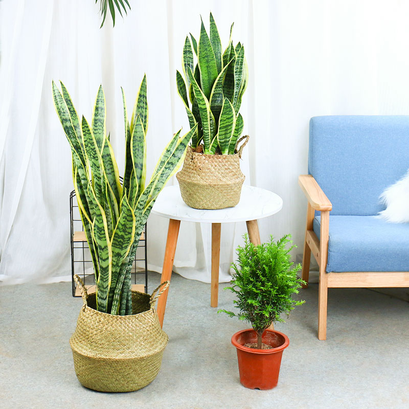 虎皮蘭盆栽的習性，摸透“脾氣”養的高大挺拔，擠爆小側芽