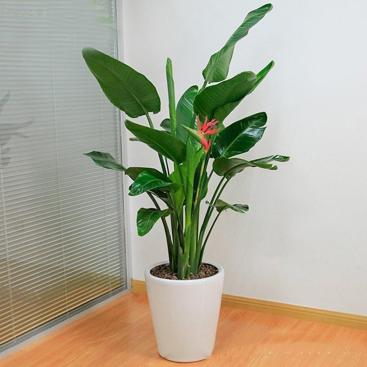 天堂鳥(niǎo)的養(yǎng)殖方法和注意事項(xiàng)