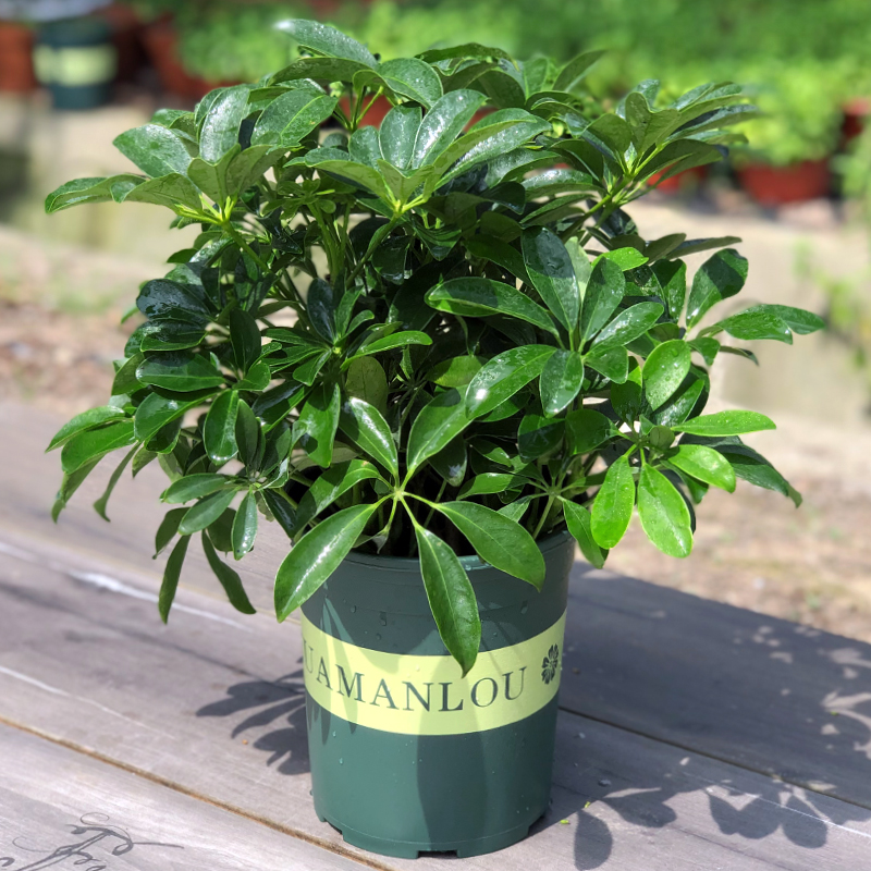 鴨腳木盆栽的5個養護要點,讓它長得枝繁葉茂,株型美觀 鴨腳木盆栽的5個養護要點,讓它長得枝繁葉茂,株型美觀