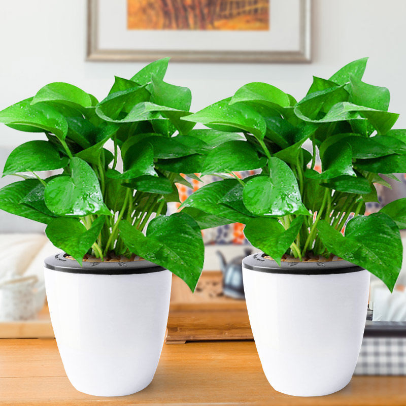 綠蘿枝繁葉茂的4種方法,怎樣養綠蘿才能茂盛 綠蘿枝繁葉茂的4種方法,怎樣養綠蘿才能茂盛