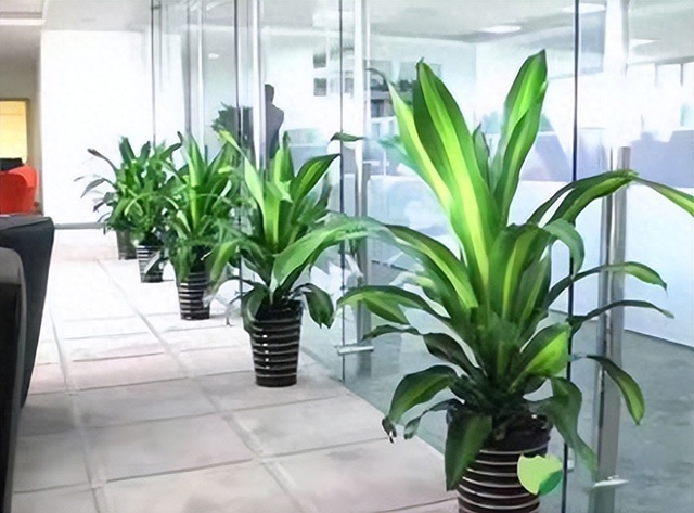 為什么企業喜歡綠植租賃或綠植租擺？