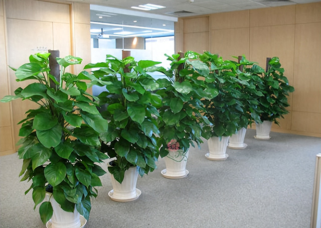 為什么企業喜歡綠植租賃或綠植租擺？