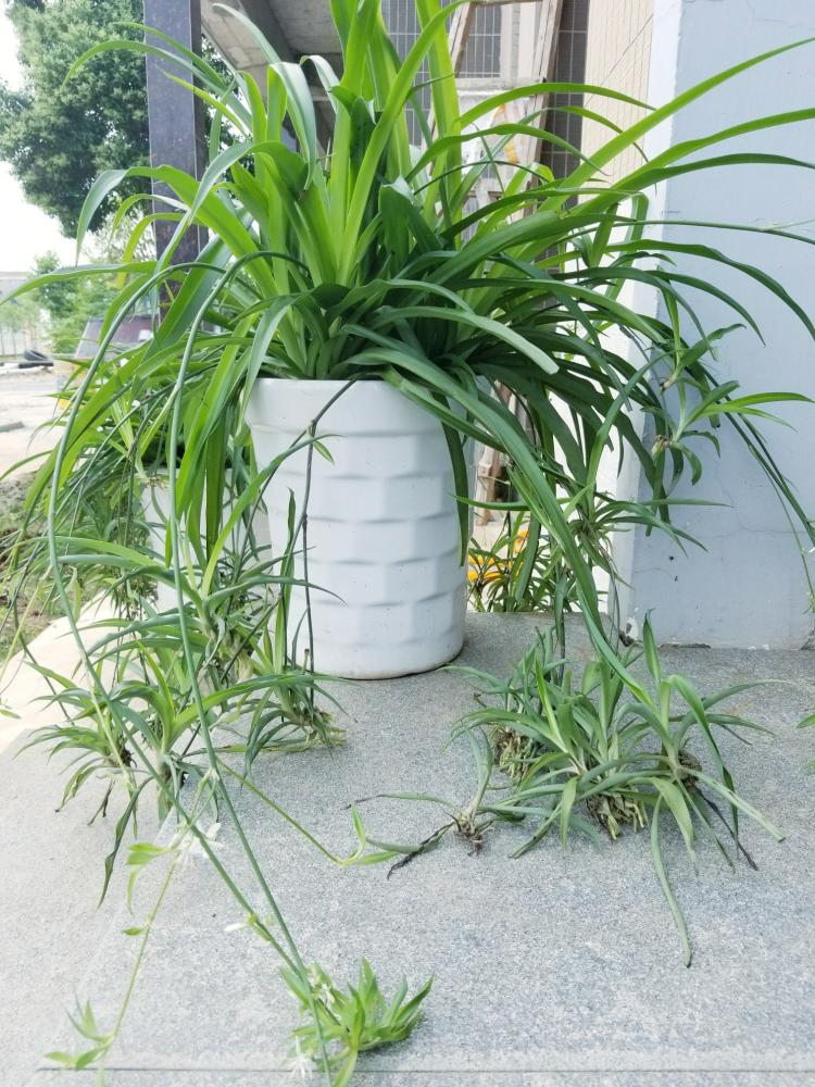 杭州辦公室擺放什么綠植可以除甲醛？