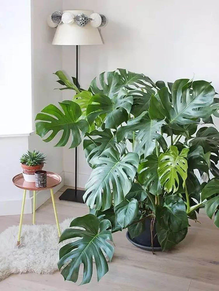 杭州辦公室擺放什么綠植可以除甲醛？