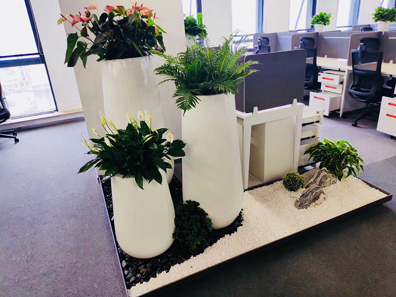 辦公室里為什么要擺放綠植？