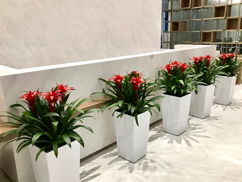 公司前臺(tái)綠植盆栽如何正確擺放,從而影響公司氣場(chǎng)和財(cái)運(yùn) 公司前臺(tái)綠植盆栽如何正確擺放,從而影響公司氣場(chǎng)和財(cái)運(yùn)