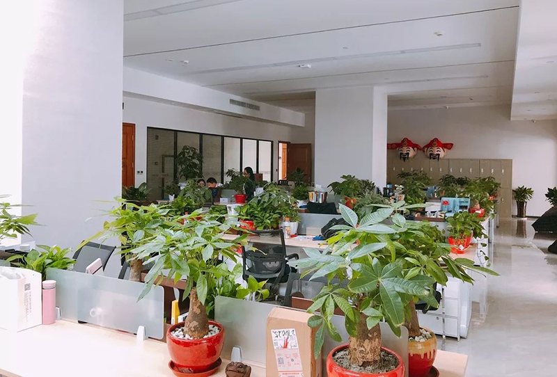 辦公室前臺最適合放的植物有哪些？