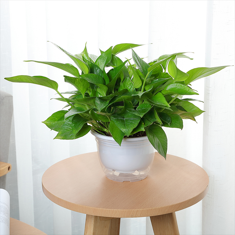 上班族最受歡迎的10種辦公室綠植，你喜歡哪一種？