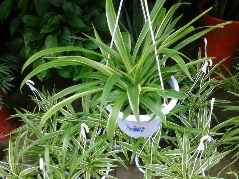 上班族最受歡迎的10種辦公室綠植，你喜歡哪一種？