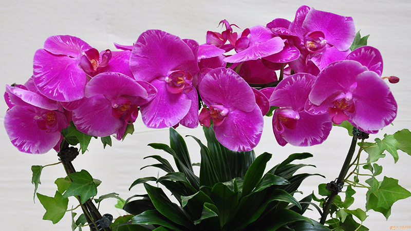 適合領(lǐng)導(dǎo)辦公室里擺放的10種綠植盆栽，招財運旺氣運