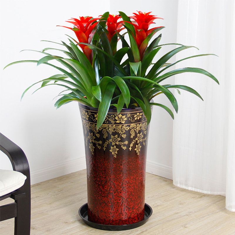 適合領(lǐng)導(dǎo)辦公室里擺放的10種綠植盆栽，招財運旺氣運