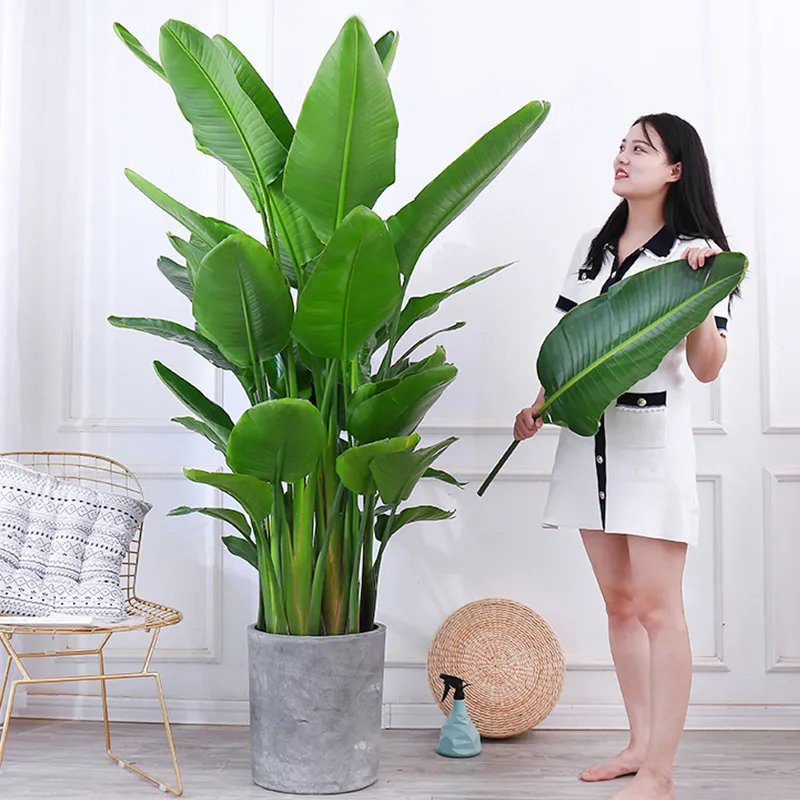 適合領(lǐng)導(dǎo)辦公室里擺放的10種綠植盆栽，招財運旺氣運