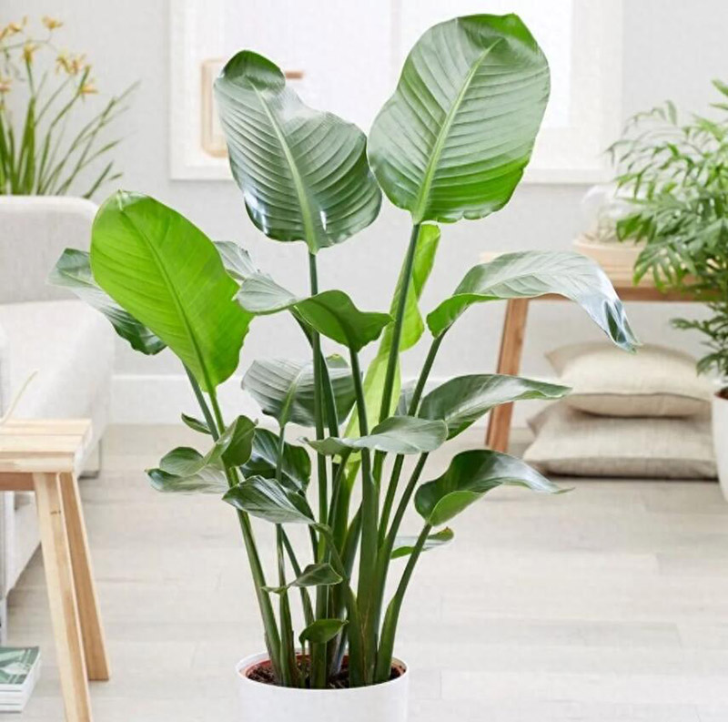 辦公室適合擺放什么綠植? 辦公室適合擺放什么綠植?