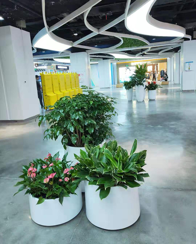 什么樣的綠色植物適合商場(chǎng)租賃擺放？